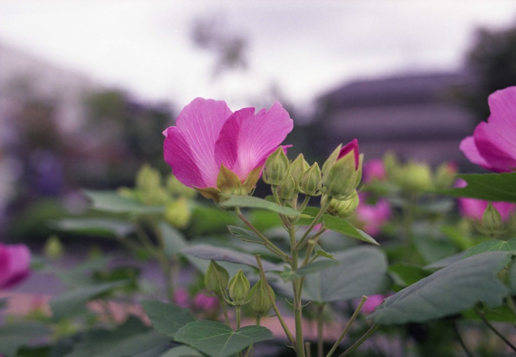 CONTAX_Aria Distagon35mm_F1.4 FUJI_PRO16