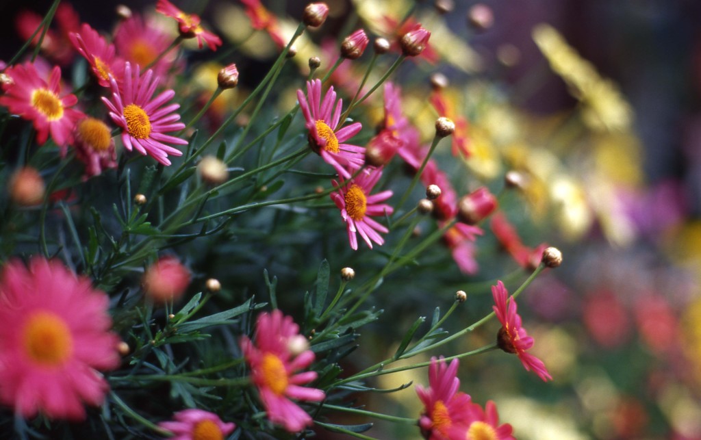 Aria Planar50_F1.4 ELITECROME_ExtraColor