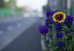Aria Planar 50mm_F1.4 FUJI_PRO160C_img05