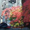 Aria YASHICA 70-210mm EKTAR100_img471-2