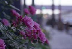 Aria Planar 50mm_F1.4 FUJI_PRO160C_img04