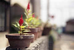 Aria Distagon35mm_F1.4 FUJI業務用記録フィルム_img