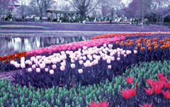 RTS2 Distagon28_F2.8 lomochrome100_img38