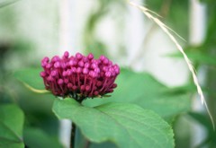 Aria Planar 50mm_F1.7_Mutar1_FUJI業務用記録フィ