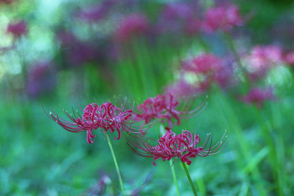 Aria Sonnar135mm F2.8 GOLD400_img046