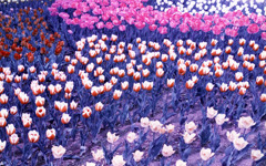 RTS2 Distagon28_F2.8 lomochrome100_img39