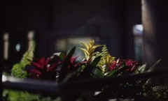 Aria Planar50_F1.4 ELITECROME_ExtraColor