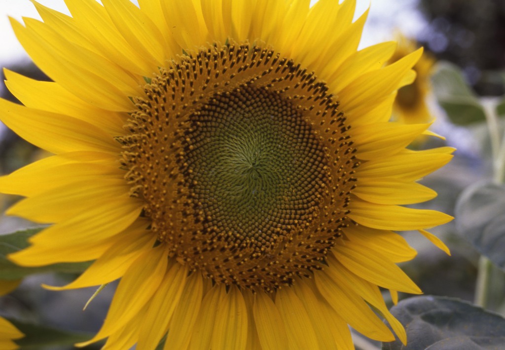 Aria Distagon35mm_F1.4 EKTACHROME100G_im