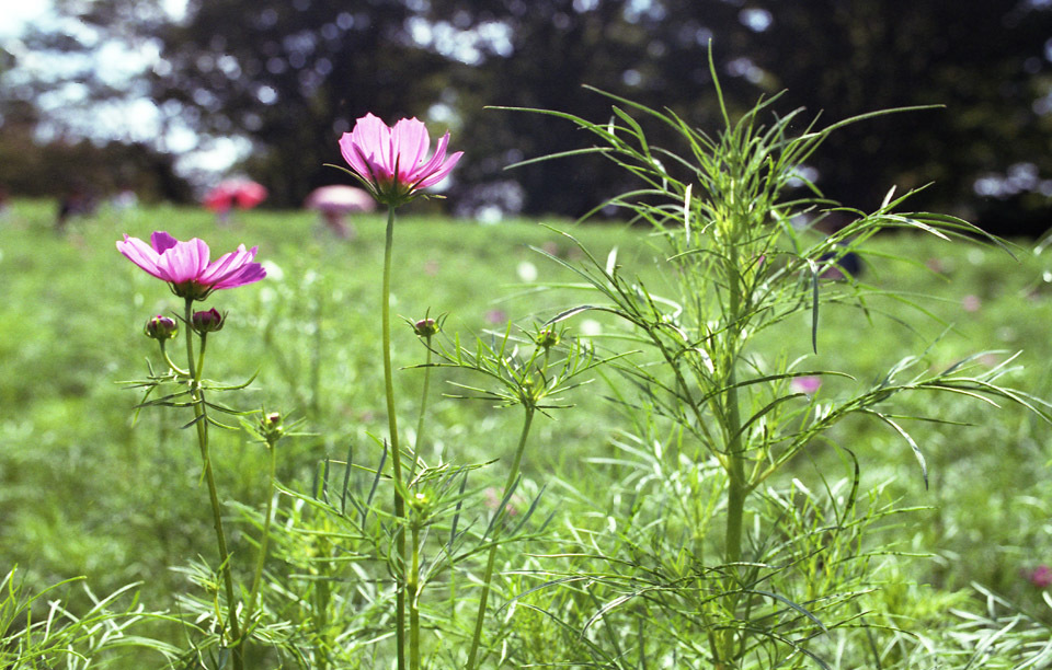 Aria Distagon35 F1.4 X-TRA400_036