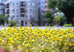 Aria Planar 85mm_F1.4 EKTACHROME100G_img