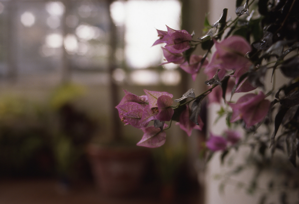 Aria Distagon35mm_F1.4 EKTACHROME100G_im