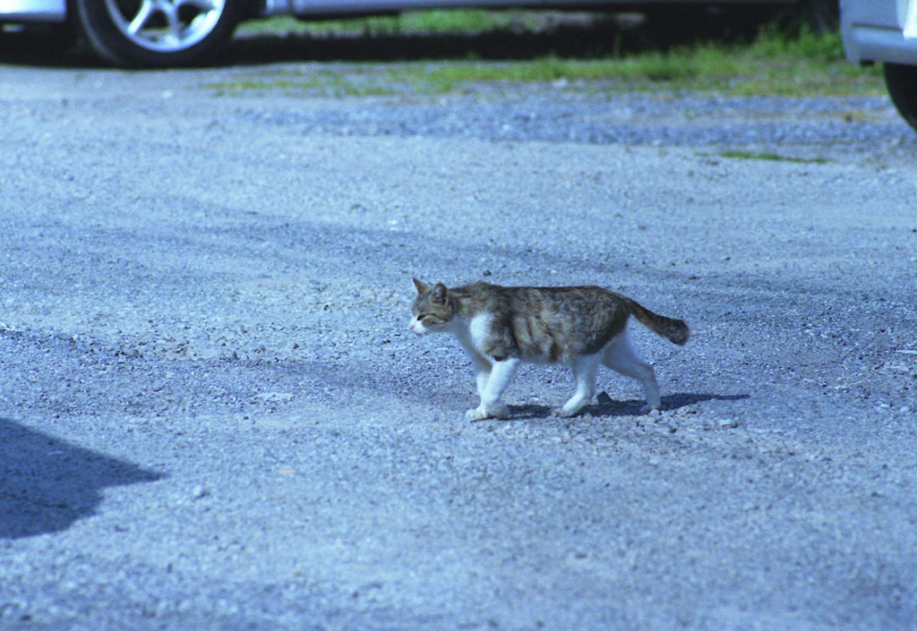 RTS2 Tessar300mm_F4 KODAK_GOLD400_img292