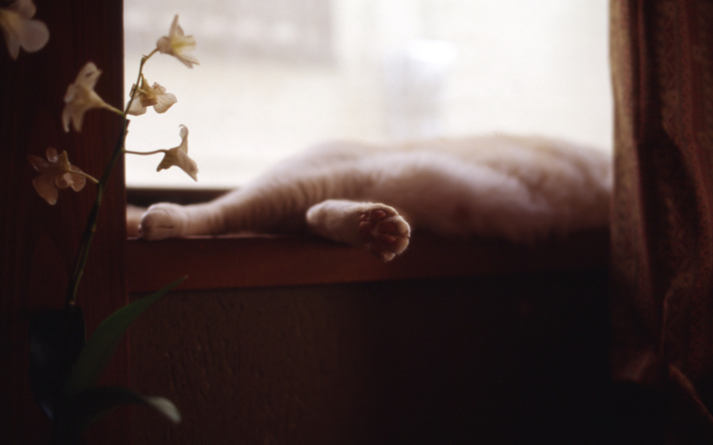 CONTAX Aria Planar50_F1.4 EKTACHROME100G