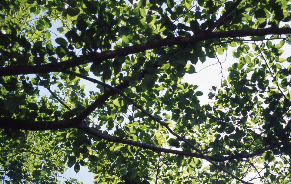 Aria VS28-70 F3.5 EKTACHROME100VS_img645