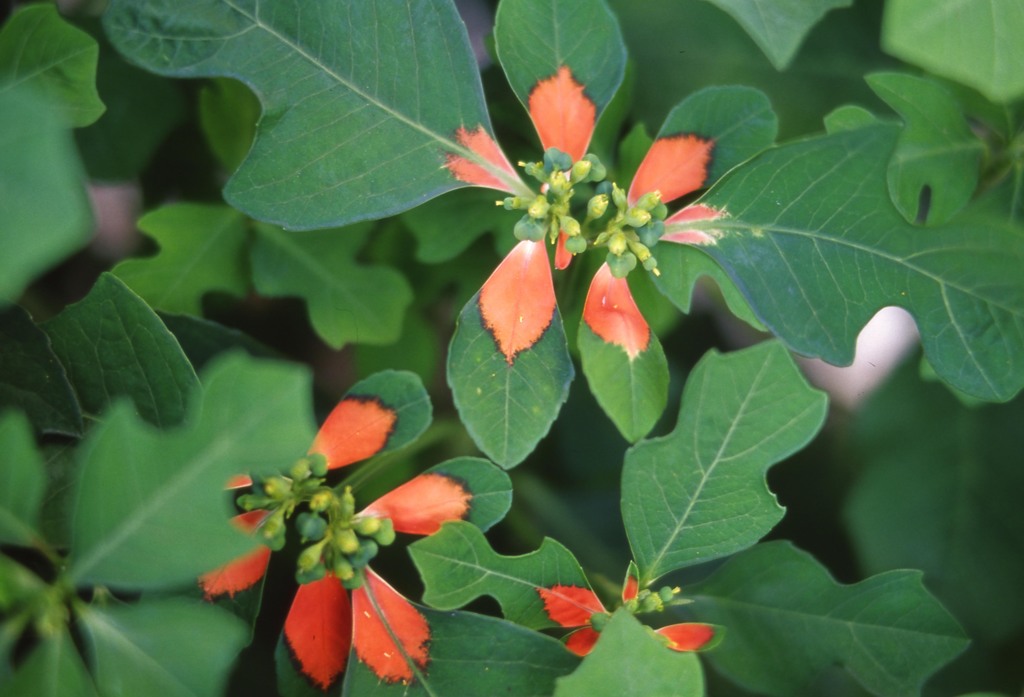 Aria Distagon35mm_F1.4 ELITECHROME100_im