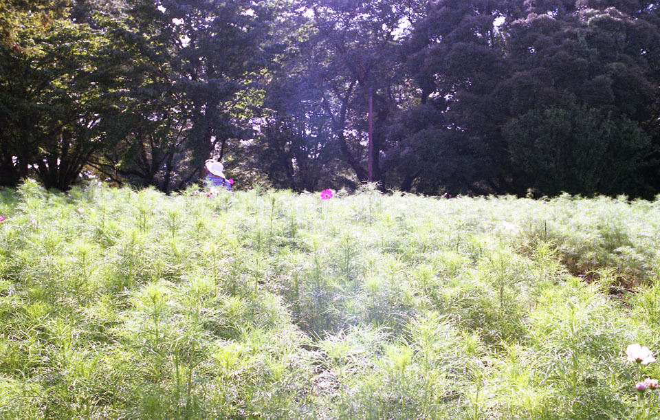 Aria Distagon35 F1.4 X-TRA400_023