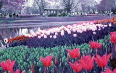 RTS2 Distagon28_F2.8 lomochrome100_img38