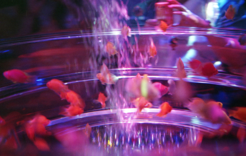 CONTAX Aria Distagon35_F1.4 SUPERIA_X-TR