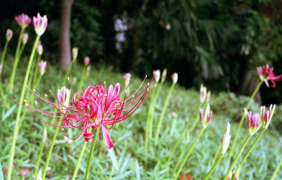 Aria Distagon35 F1.4 X-TRA400_020