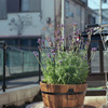 Aria YASHICA 70-210mm EKTAR100_img486