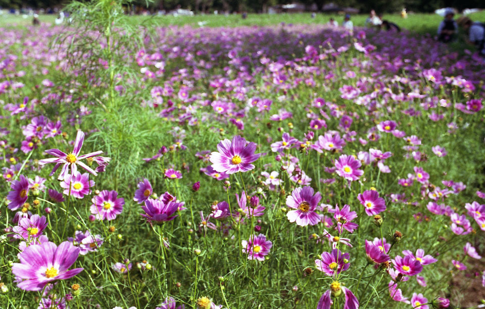 Aria Distagon35 F1.4 X-TRA400_008