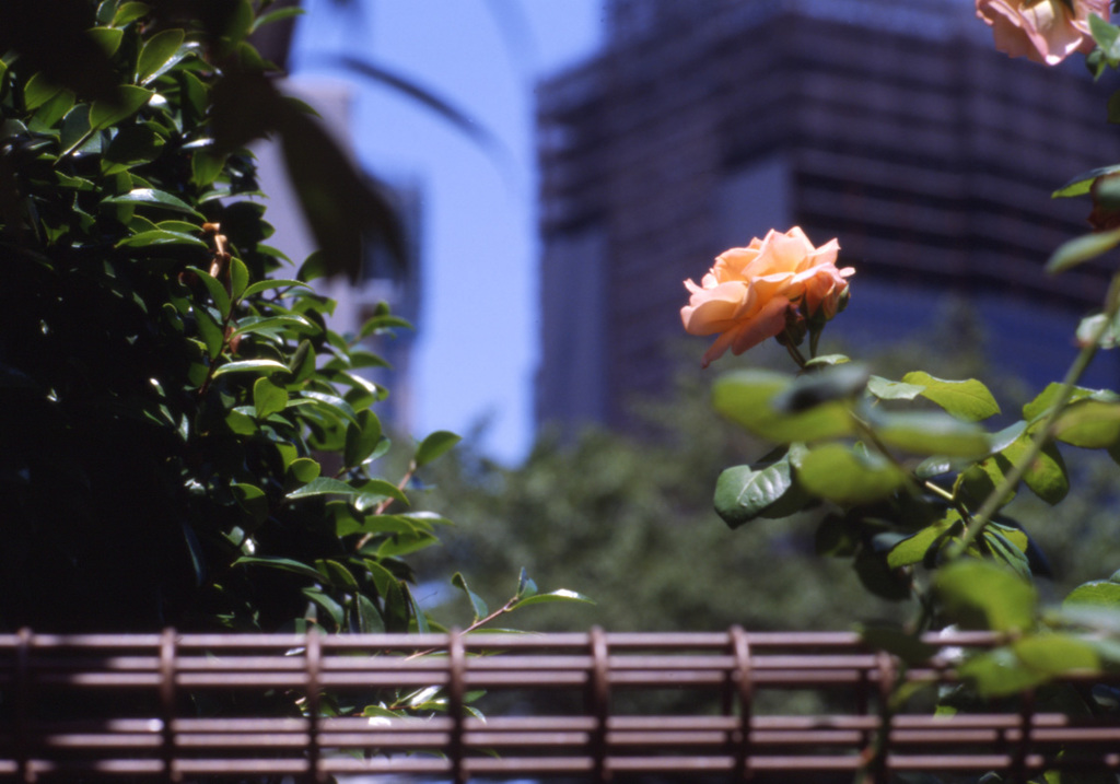 Aria Planar 85mm_F1.4 EKTACHROME100G_img
