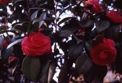 CONTAX Aria Planar50mm_F1.4_Velvia100_im