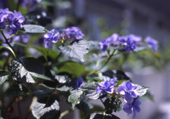 Aria Planar 85mm_F1.4 EKTACHROME100G_img