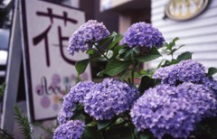 Aria Distagon35mm_F2.8 ELITECROME_ExtraC