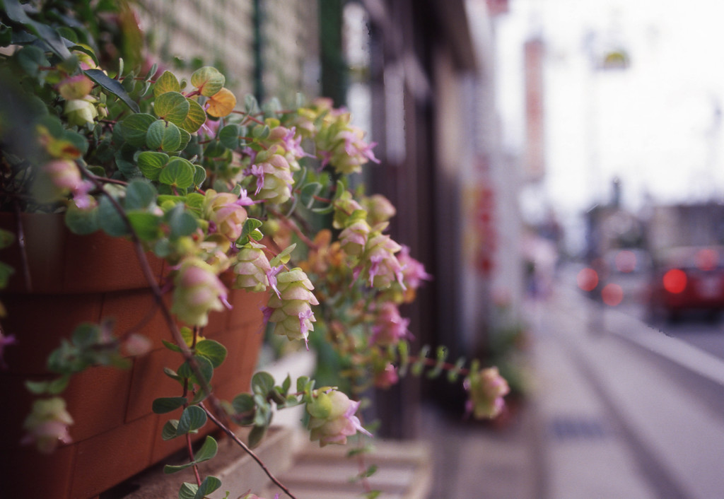 Aria Distagon35mm_F2.8 ELITECROME_ExtraC