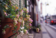 Aria Distagon35mm_F2.8 ELITECROME_ExtraC