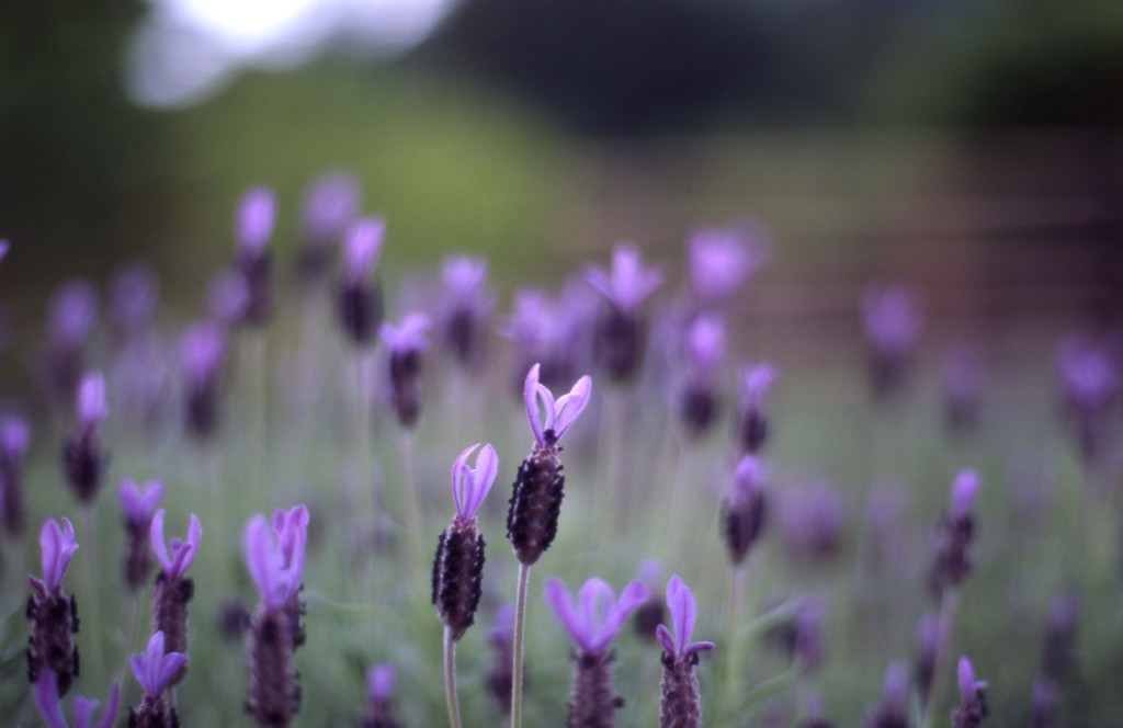 Aria Planar50_F1.4 EKTACHROME_E100G_img9
