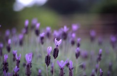 Aria Planar50_F1.4 EKTACHROME_E100G_img9