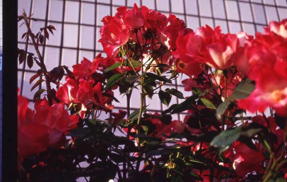 Aria VS28-70 F3.5 EKTACHROME100VS_img676