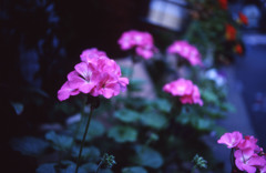 Aria Distagon35mm_F2.8 ELITECROME_ExtraC