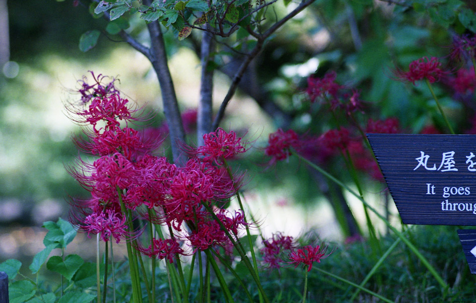 Aria Sonnar135mm F2.8 GOLD400_img043