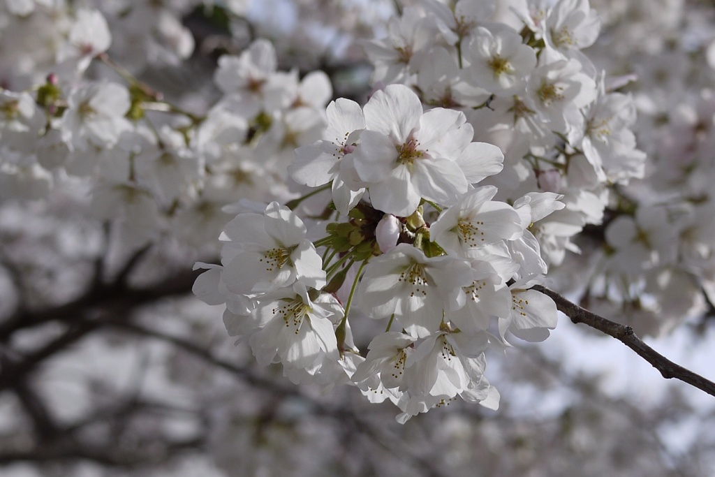 桜