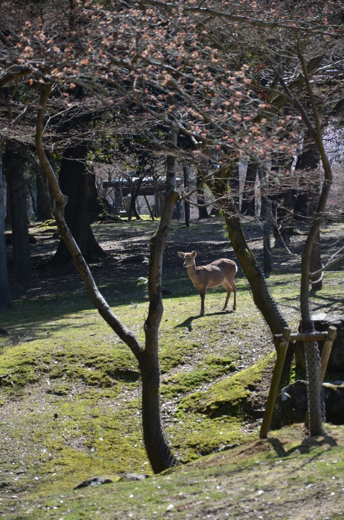 春の光の中で