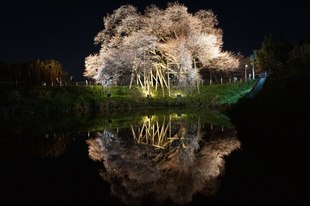 夜桜