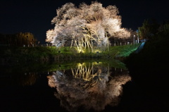 夜桜