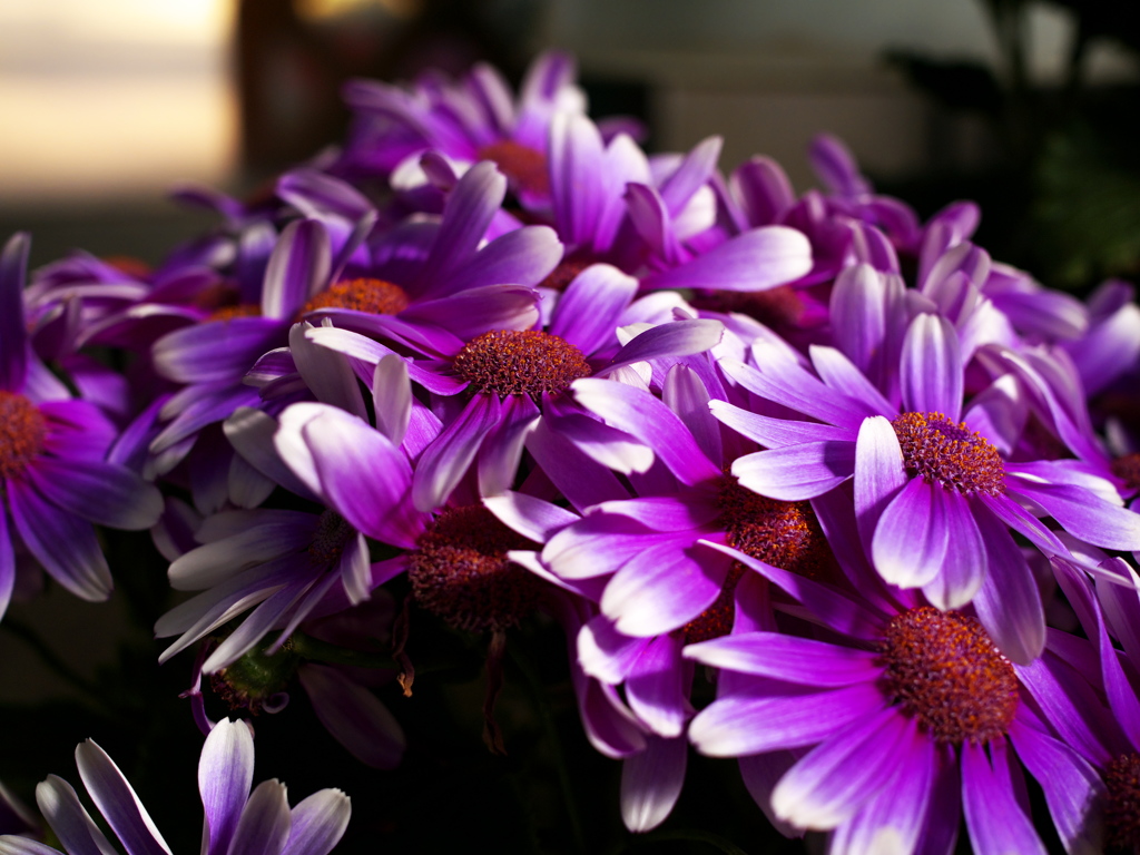 P1070524a
