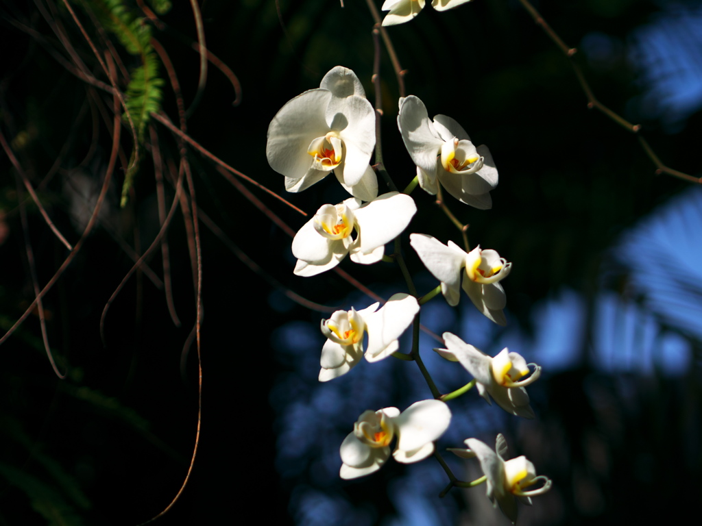 P1070557a