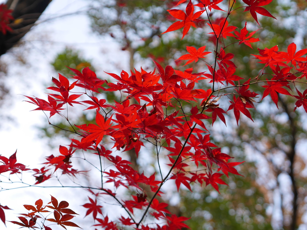 １２月の紅葉