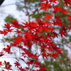 １２月の紅葉