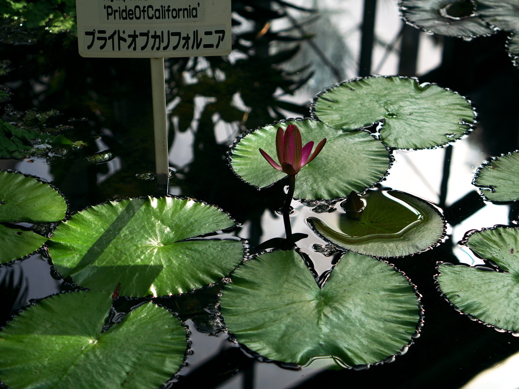P1070593a