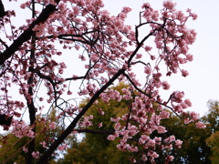 上野公園散歩３９　寒桜