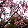 上野公園散歩３９　寒桜