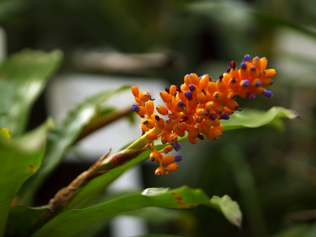 P1070545a