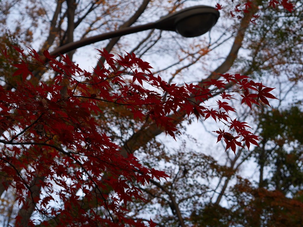 １２月の紅葉２