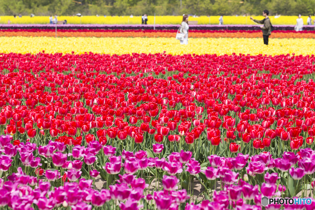 胎内市チューリップフェスティバル By さいおと Id 写真共有サイト Photohito